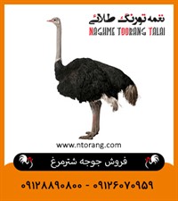 فروش جوجه شترمرغ